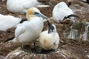 Sulidae Prints: Northern gannet (Morus bassanus) on nest with chick among the colony