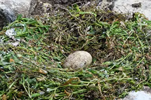 Eggs Prints: Northern gannet (Morus bassanus) nest with egg