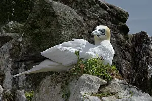 Sulidae Prints: Northern gannet (Morus bassanus) nesting on coastal cliff