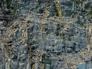 Shetland Prints: Northern gannet (Morus bassanus) nesting colony on cliff face