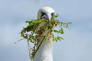 County Wexford Prints: Northern gannet (Morus bassanus) with nesting material in beak