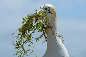 County Wexford Prints: Northern gannet (Morus bassanus) with nesting material in beak