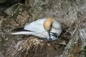 Newborn Prints: Northern gannet (Morus bassanus) with newborn chick on nest