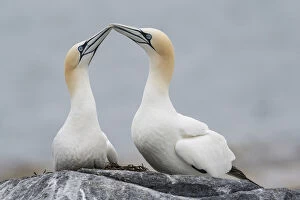 Northern gannet (Morus bassanus) pair, courtship display, Machias Seal Island, Bay of Fundy