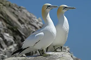 Side By Side Prints: Northern gannet (Morus bassanus) pair