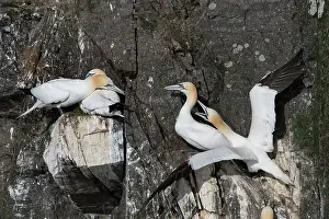 Territorial Prints: Two Northern gannet (Morus bassanus) pairs at nesting colony in territorial dispute