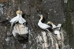 Four Animals Prints: Two Northern gannet (Morus bassanus) pairs perched on cliffside at nesting colony