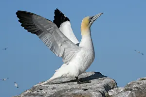 County Wexford Prints: Northern gannet (Morus bassanus) perched on a rock flapping its wings