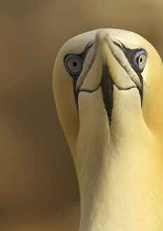 Images Dated 20th May 2008: Northern gannet (Morus bassanus) portrait, Saltee Islands, Ireland, May 2008