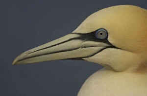 Images Dated 20th May 2008: Northern gannet (Morus bassanus) portrait, Saltee Islands, Ireland, May 2008