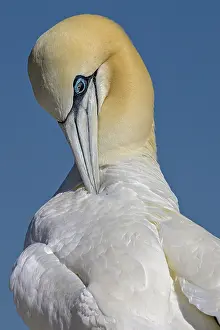Grooming Prints: Northern gannet (Morus bassanus) preening