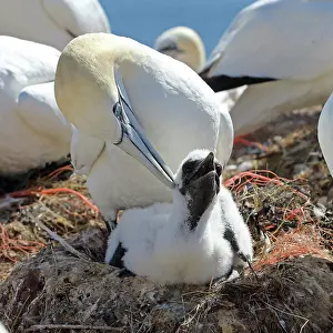Preens Prints: Northern gannet (Morus bassanus) preening chick in nest in breeding colony, Germany. June