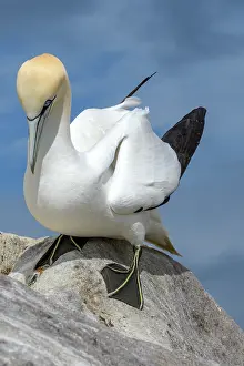 Sulidae Prints: Northern gannet (Morus bassanus) resting on a rock in the colony