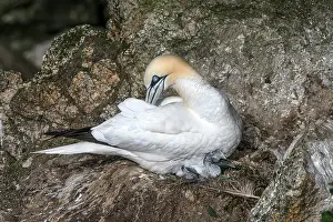 Grooming Prints: Northern gannet (Morus bassanus) sitting on nest preening with newborn chick
