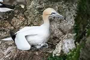 Protector Prints: Northern gannet (Morus bassanus) sitting on nest sheltering newborn chick from the wind