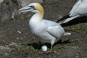 Parental Prints: Northern gannet (Morus bassanus) standing over egg on nest