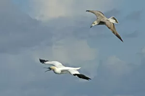 Northern gannet (Sula bassana) being mobbed by immature Great black-backed gull (Larus marinus)