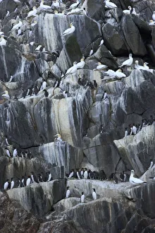 Images Dated 13th July 2009: Northern gannets (Morus bassanus) and Common guillemots (Uria aalge) on rock face