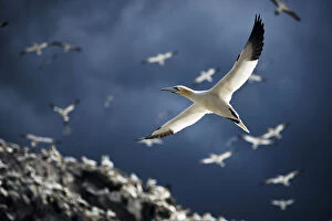 Images Dated 8th August 2015: Northern gannets (Morus bassanus) colony with birds in flight. Bass Rock, Scotland, UK