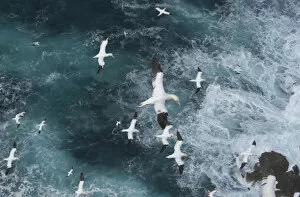 Images Dated 15th September 2010: Northern gannets (Morus bassanus) in flight in Force 8 gales above raging seas. Shetland Islands