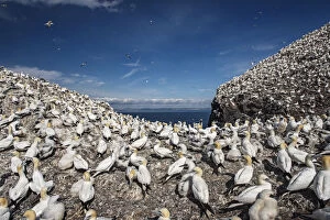 Northern gannets (Morus bassanus). Bass Rock, Scotland, UK. August