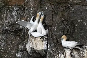 Face To Face Prints: Northern gannets (Morus bassanus) pair at nesting colony engaged in high-intensity greeting (mutual-fencing) display