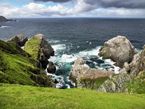 Northern gannets (Morus bassanus) breeding colony nesting on sea cliffs, Hermaness, Shetland, Scotland, UK. July