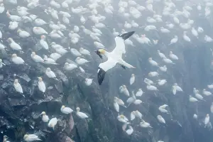 High Angle View Prints: Northern Gannets (Morus bassanus) carrying seaweed in beak as nest material