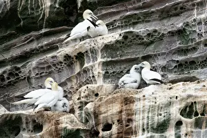 Northern gannets (Morus bassanus) with chicks at nesting site on cliff face, Noss National Nature Reserve. Shetland Isles, Scotland, UK. July