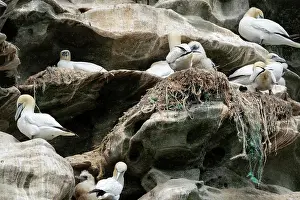 Nest Site Prints: Northern gannets (Morus bassanus) with chicks on nests made with parts of nylon fishing nets and ropes