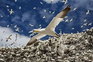 Northern gannets (Morus bassanus) colony with birds in flight, Bass Rock, Scotland, UK