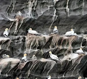 Shetland Prints: Northern gannets (Morus bassanus) colony nesting on cliff face