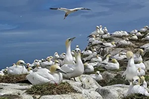 County Wexford Prints: Northern gannets (Morus bassanus) colony nesting on sea cliff