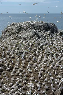 Large Group Prints: Northern gannets (Morus bassanus) colony on sea cliff