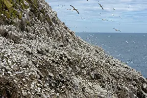 Large Group Prints: Northern gannets (Morus bassanus) colony on sea cliff