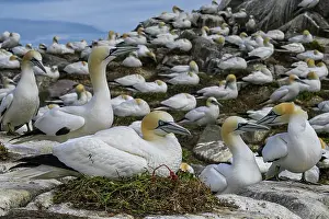 Sulidae Prints: Northern gannets (Morus bassanus) colony on sea cliff