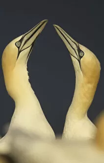 Images Dated 19th May 2008: Northern gannets (Morus bassanus) displaying, Saltee Islands, Ireland, May 2008