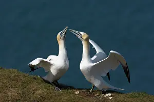 Suliformes Prints: Two Northern gannets (Morus bassanus) displaying - high intensity mutual-fencing
