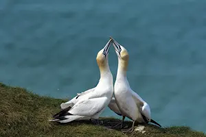 Symmetry Prints: Two Northern gannets (Morus bassanus) displaying - low intensity mutual-fencing between two immature individuals