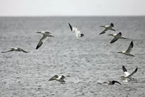 Northern gannets (Morus bassanus) diving, Saltee Islands, County Wexford, Ireland