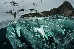 Surface Collection: Northern gannets (Morus bassanus) diving for fish, split level shot, Shetland, Scotland