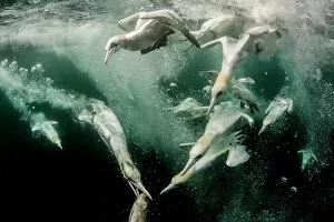 2019 August Highlights Gallery: Northern gannets (Morus bassanus) diving for fish, split level shot, Shetland, Scotland, UK, July