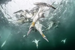 Speed Prints: Northern gannets (Morus bassanus) diving underwater