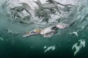 Speed Prints: Northern gannets (Morus bassanus) diving underwater