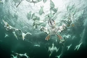 Speed Prints: Northern gannets (Morus bassanus) diving underwater to feed on discarded fish
