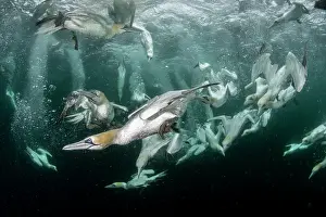 Speed Prints: Northern gannets (Morus bassanus) diving underwater to feed on discarded fish