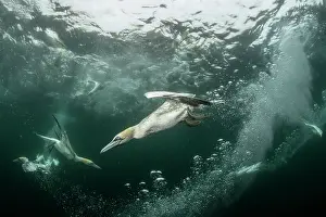 Speed Prints: Northern gannets (Morus bassanus) diving underwater to feed on discarded fish