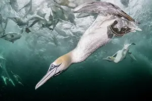 Northern gannets (Morus bassanus) diving underwater to feed on discarded fish, Noss National Nature Reserve, Shetland Isles, Scotland, UK, Atlantic Ocean