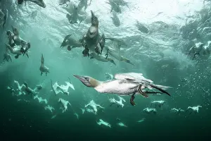 Speed Prints: Northern gannets (Morus bassanus) diving underwater to feed on discarded fish