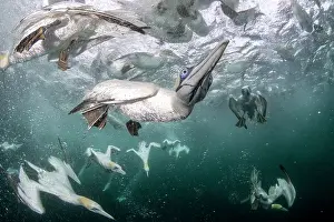 Speed Prints: Northern gannets (Morus bassanus) diving underwater to feed on discarded fish